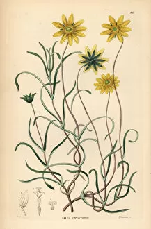 Lindley Collection: California goldfields, Lasthenia californica