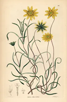 Barclay Gallery: California goldfields, Lasthenia californica