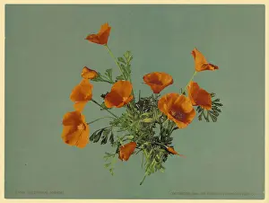 California poppies