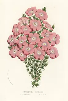 California prickly phlox, Leptodactylon californicum