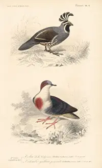Travies Prints: California quail, Callipepla californica