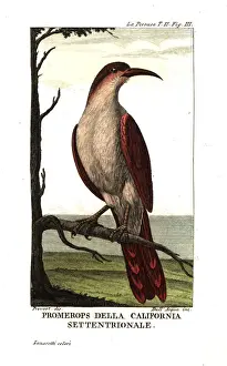 Prevost Prints: California thrasher, Toxostoma redivivum