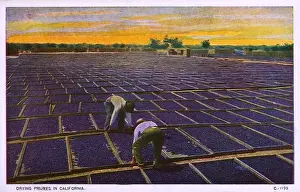 California, USA - drying prunes in the hot sun