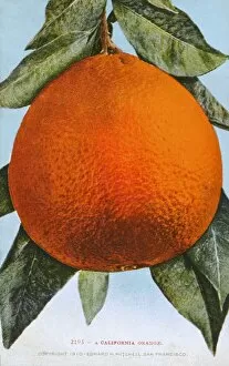 Picked Gallery: California, USA - A large Orange, ripe for the picking