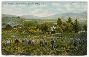 Images Dated 20th October 2007: California Vineyard