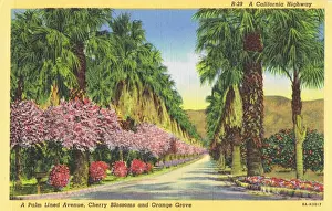 Highway Prints: Californian highway with cherry blossoms and orange groves