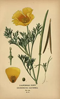Poppy Collection: Californian poppy, Eschscholzia californica
