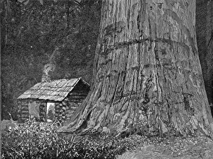 Images Dated 8th November 2004: Californian redwood tree, 1888