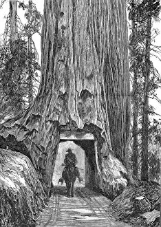Tunnel Collection: Californian redwood tree, 1888