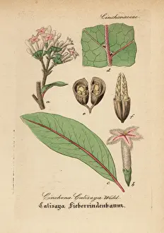 Liqueur Prints: Calisaya, Cinchona calisaya