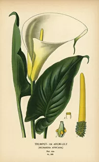 Step Collection: Calla lily, Zantedeschia aethiopica