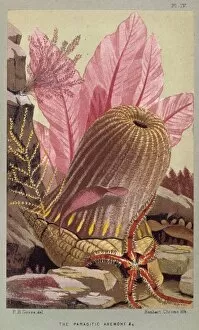 Actiniarian Gallery: Calliactis parasitica, parasitic anemone, Pagurus bernhardus