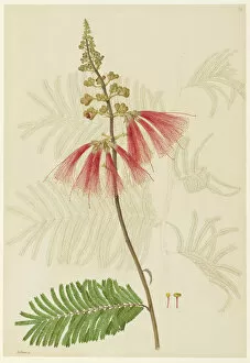 Calliandra sp