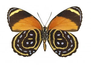 Admiral Butterfly Gallery: Callicore astarte, eighty eight butterfly