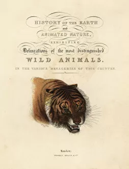 Canis Collection: Calligraphic title page with vignette of tiger