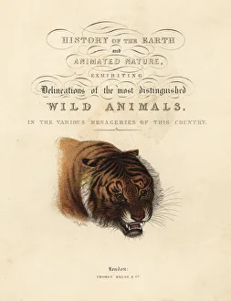Animated Prints: Calligraphic title page with vignette of tiger