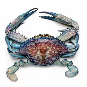 Crustacea Collection: Callinectes sapidus, blue crab