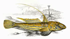 Callionymus lyra, or Common Dragonet