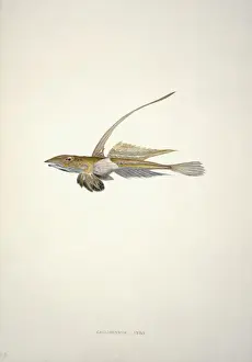 Dragonet Prints: Callionymus lyra, dragonet