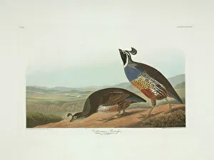 Pair Collection: Callipepla californica, Californian quail
