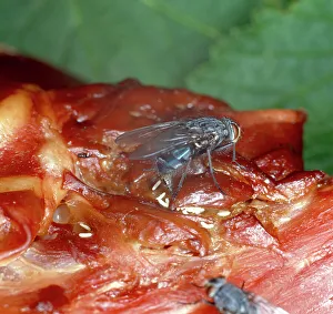 Breeding Collection: Calliphora, bluebottle