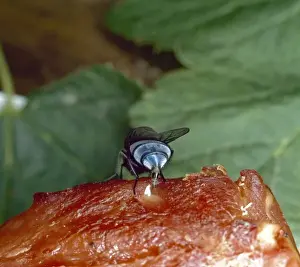 Blow Fly Prints: Calliphora, bluebottle