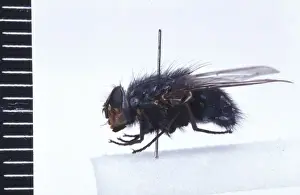 True Fly Prints: Calliphora vicina, blowfly