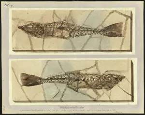 Dinkel Prints: Callipteryx reticaudus Agassiz