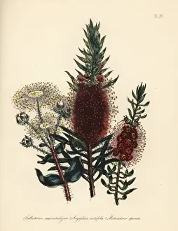 Loudon Prints: Callistemon, Angophora and Metrosideros