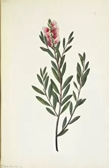 Aurantiaceae Collection: Callistemon citrinus, crimson bottlebrush