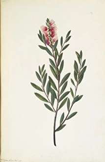Aurantiaceae Collection: Callistemon citrinus, crimson bottlebrush