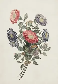 Callistephus chinensis, China aster