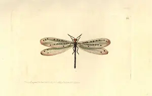 Elford Prints: Callistoleon erythrocephalus