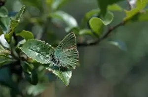 Callophrys rubi (Linnaeus), green hairstreak