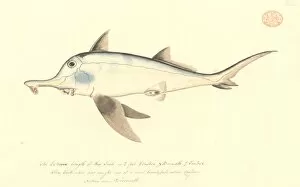 Chondrichthyes Collection: Callorhinchus milii, elephant fish