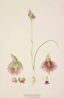 Calochilus paludosus, R. Br