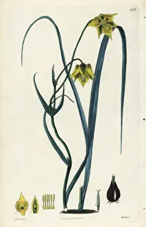Bulb Prints: Calochortus barbatus