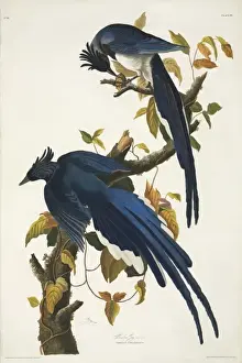 Corvidae Prints: Calocitta colliei, black-throated magpie-jay
