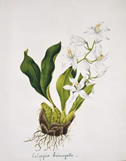Calogyne corrugata
