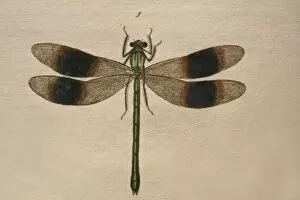 Odonata Collection: Calopteryx splendens, banded demoiselle