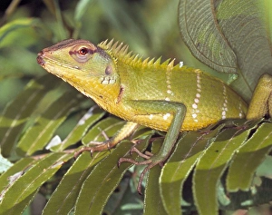 Lepidosaur Gallery: Calotes calotes, agamid lizard