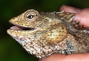 Agamid Gallery: Calotes versicolor, agamid lizard