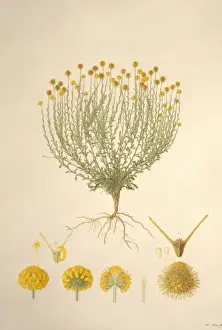 Daisy Prints: Calotis lappulacea, bur daisy