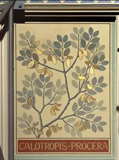 Gentianales Prints: Calotropis procera, rubber bush