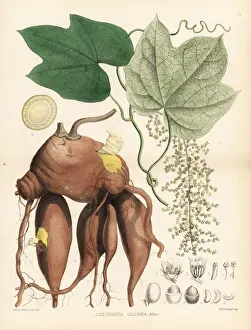 Calumba, Jateorhiza palmata