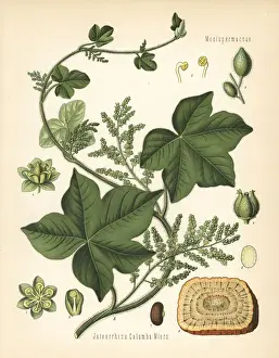 Calumba, Jateorhiza palmata