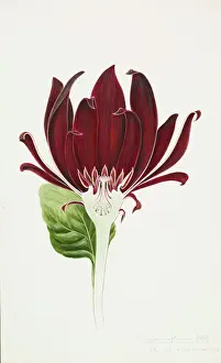 Vibrant Prints: Calycanthus floridus, Eastern sweetshrub