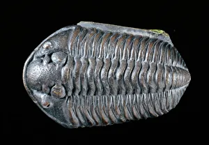 Phanerozoic Gallery: Calymene blumenbachii brongniart, trilobite