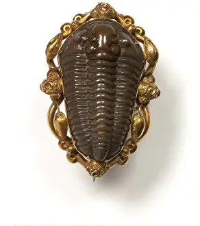 Calymene blumenbachii, locust trilobite