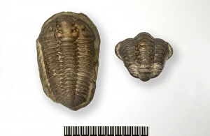 Acrididae Gallery: Calymene blumenbachii, locust trilobite